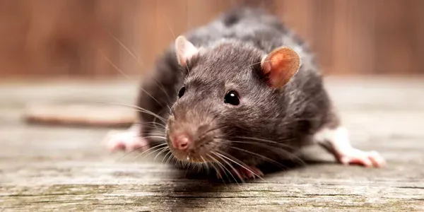 Close up image of mouse in a home