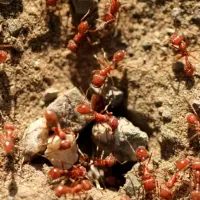 fire_ants