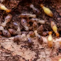 termites-cluster