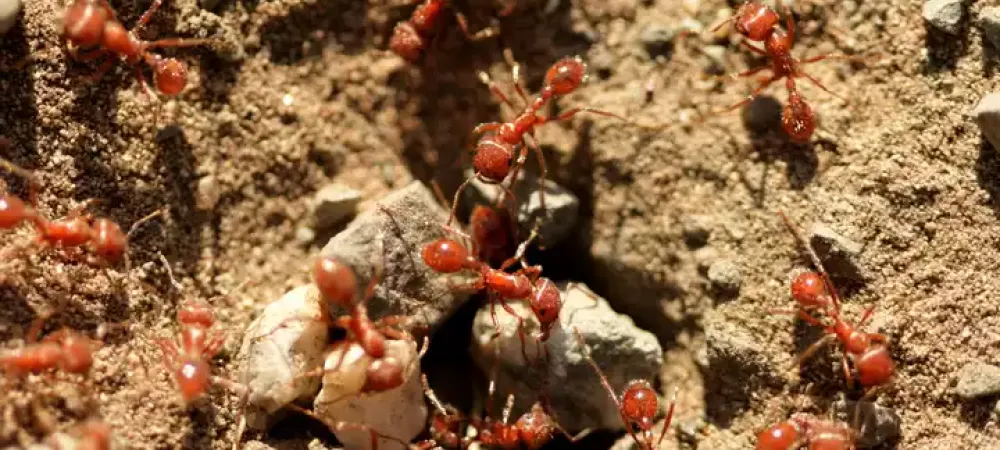 fire_ants